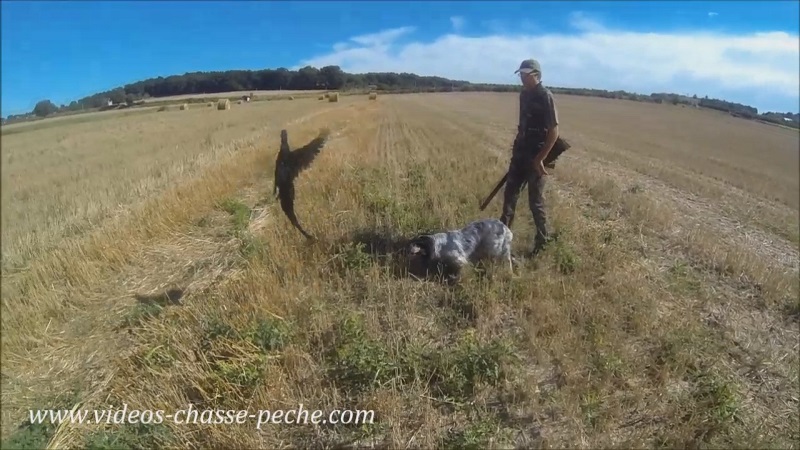 chasse faisan avec Setter Anglais